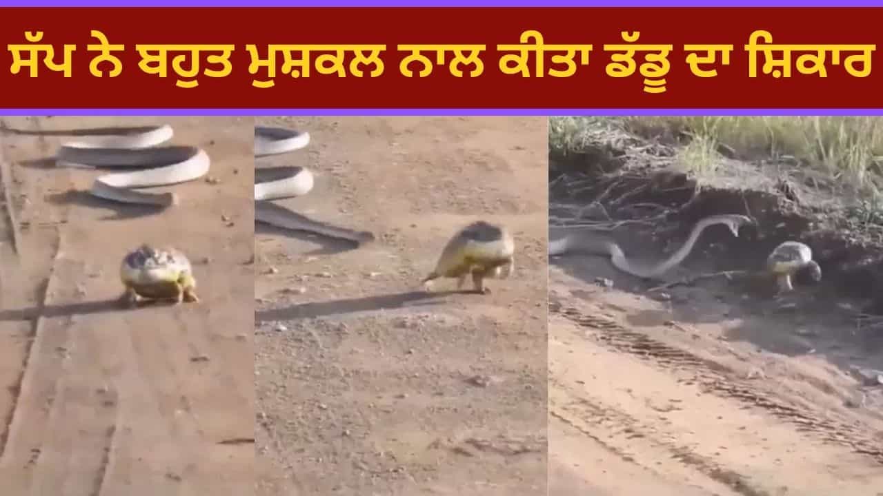 ਡੱਡੂ ਦਾ ਸ਼ਿਕਾਰ ਕਰਦੇ ਸਮੇਂ ਸੱਪ ਦੇ ਛੁੱਟੇ ਪਸੀਨੇ, ਨਜ਼ਾਰਾ ਦੇਖ ਲੋਕ ਰਹਿ ਗਏ ਦੰਗ, ਵੀਡਿਓ ਵਾਇਰਲ ਡੱਡੂ ਦਾ ਸ਼ਿਕਾਰ ਕਰਦੇ ਸਮੇਂ ਸੱਪ ਦੇ ਛੁੱਟੇ ਪਸੀਨੇ, ਨਜ਼ਾਰਾ ਦੇਖ ਲੋਕ ਰਹਿ ਗਏ ਦੰਗ, ਵੀਡਿਓ ਵਾਇਰਲ