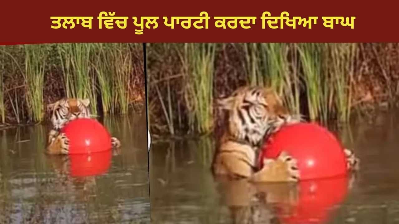 Viral: ਛੱਪੜ ਵਿੱਚ ਬੱਚਿਆਂ ਵਾਂਗ ਖੇਡਦਾ ਨਜ਼ਰ ਆਇਆ ਟਾਈਗਰ, Video ਦੇਖ ਕੇ ਲੋਕਾਂ ਨੇ ਕੀਤੇ ਫਨੀ ਕੁਮੈਂਟ Viral: ਛੱਪੜ ਵਿੱਚ ਬੱਚਿਆਂ ਵਾਂਗ ਖੇਡਦਾ ਨਜ਼ਰ ਆਇਆ ਟਾਈਗਰ, Video ਦੇਖ ਕੇ ਲੋਕਾਂ ਨੇ ਕੀਤੇ ਫਨੀ ਕੁਮੈਂਟ