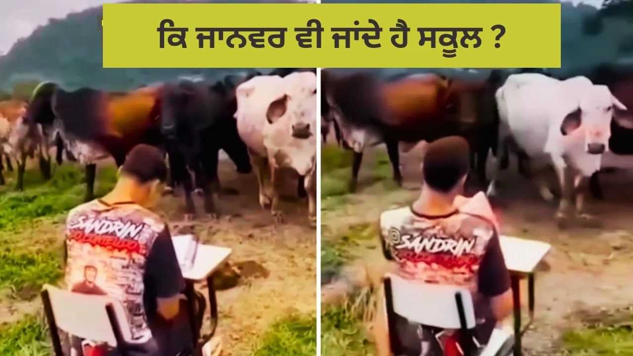 Video: ਗਾਵਾਂ ਦੀ Attendance ਦਾ ਅਨੋਖਾ ਵੀਡੀਓ Viral, ਜਾਨਵਰਾਂ ਦੀ ਸਮਝਦਾਰੀ ਨੇ ਕੀਤਾ ਸੱਭ ਨੂੰ ਹੈਰਾਨ Video: ਗਾਵਾਂ ਦੀ Attendance ਦਾ ਅਨੋਖਾ ਵੀਡੀਓ Viral, ਜਾਨਵਰਾਂ ਦੀ ਸਮਝਦਾਰੀ ਨੇ ਕੀਤਾ ਸੱਭ ਨੂੰ ਹੈਰਾਨ