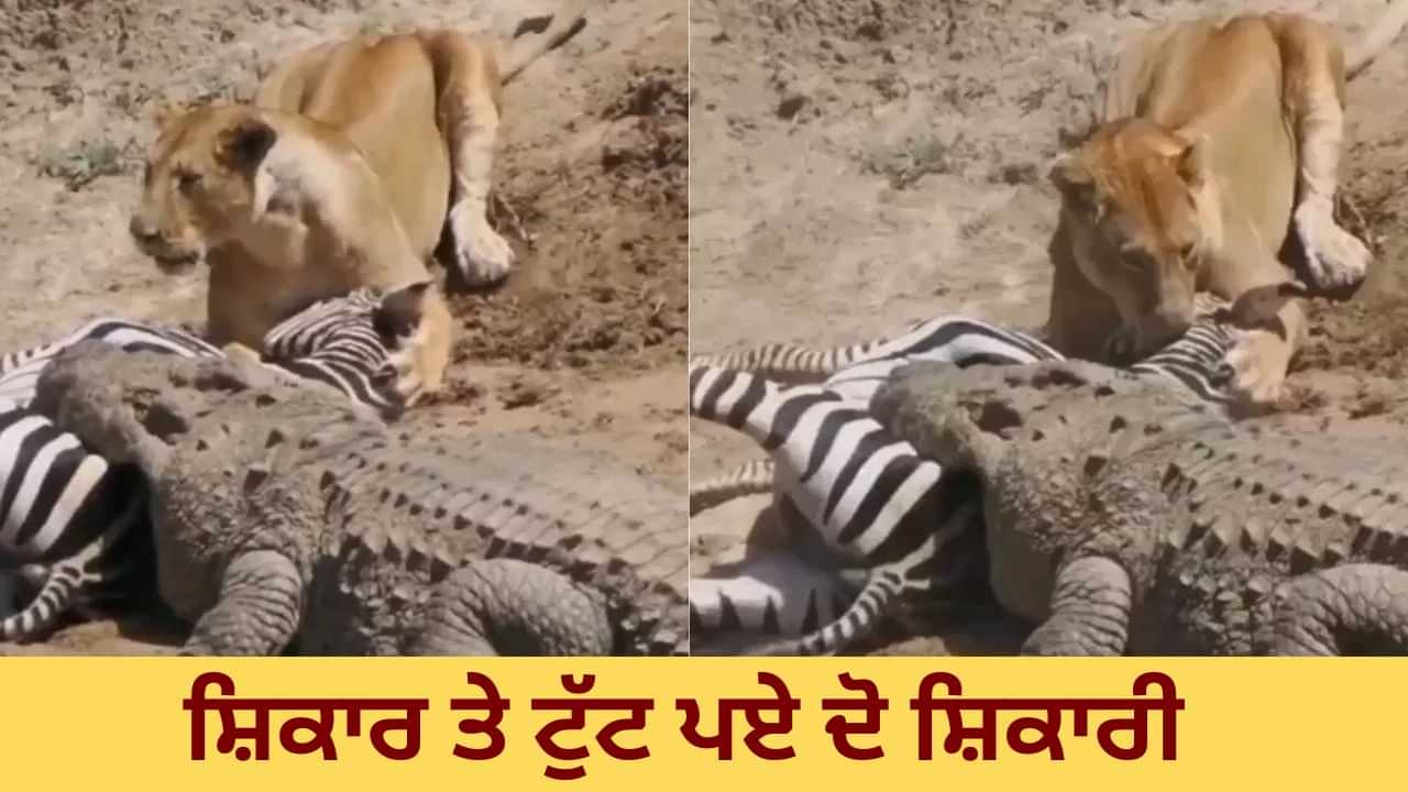 Video: ਸ਼ੇਰਨੀ ਤੇ ਮਗਰਮੱਛ ਨੇ ਇਕੱਠਿਆ ਕੀਤਾ ਜ਼ੈਬਰਾ ਦਾ ਸ਼ਿਕਾਰ, ਕਦੇ ਨਹੀਂ ਦੇਖਿਆ ਹੋਵੇਗਾ ਅਜਿਹਾ ਨਜ਼ਾਰਾ ! Video: ਸ਼ੇਰਨੀ ਤੇ ਮਗਰਮੱਛ ਨੇ ਇਕੱਠਿਆ ਕੀਤਾ ਜ਼ੈਬਰਾ ਦਾ ਸ਼ਿਕਾਰ, ਕਦੇ ਨਹੀਂ ਦੇਖਿਆ ਹੋਵੇਗਾ ਅਜਿਹਾ ਨਜ਼ਾਰਾ !