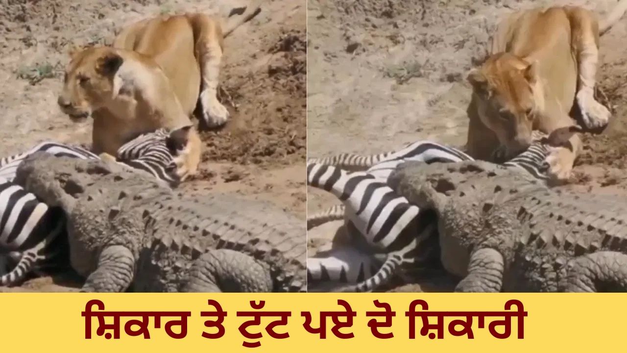 Video: ਸ਼ੇਰਨੀ ਤੇ ਮਗਰਮੱਛ ਨੇ ਇਕੱਠਿਆ ਕੀਤਾ ਜ਼ੈਬਰਾ ਦਾ ਸ਼ਿਕਾਰ, ਕਦੇ ਨਹੀਂ ਦੇਖਿਆ ਹੋਵੇਗਾ ਅਜਿਹਾ ਨਜ਼ਾਰਾ !