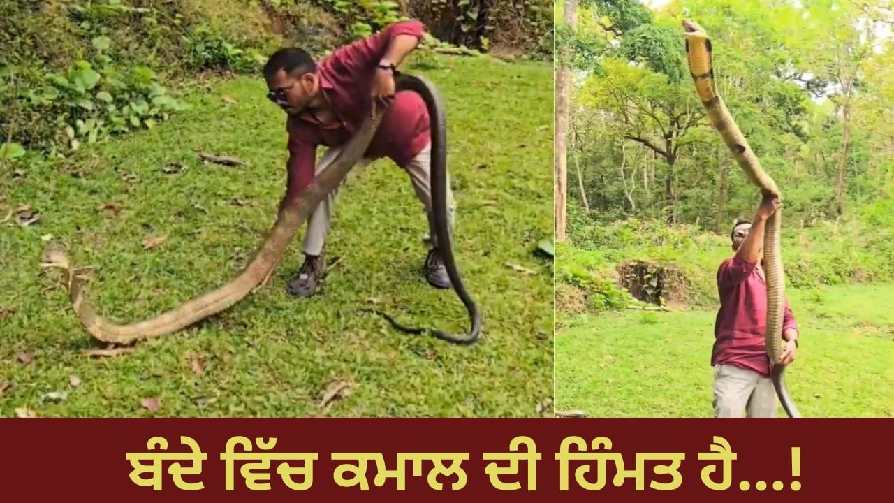 ਬੰਦੇ ਵਿੱਚ ਹਿੰਮਤ ਤਾਂ ਹੈ! ਕਿੰਗ ਕੋਬਰਾ ਨਾਲ ਏਦਾਂ ਕੀਤਾ ਖਿਲਵਾੜ — VIDEO ਦੇਖ ਉੱਡ ਜਾਣਗੇ ਹੋਸ਼