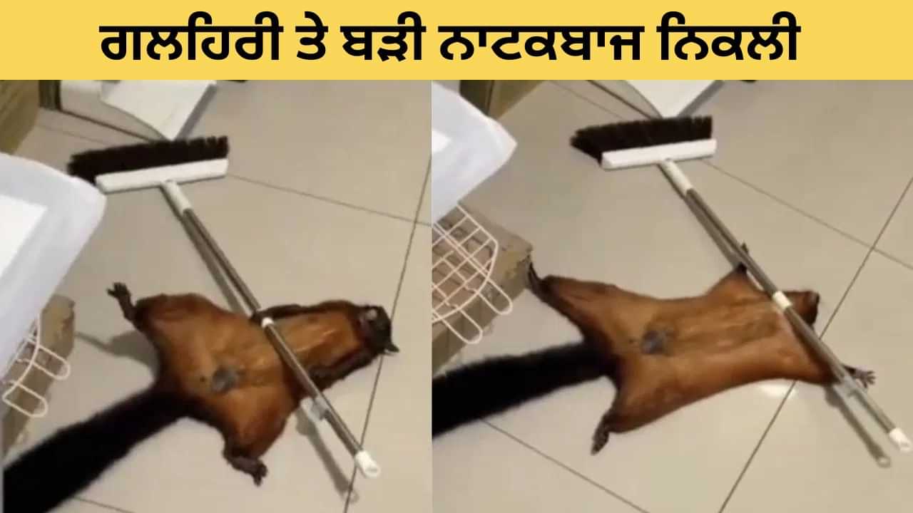 Viral: ਗਲਹਿਰੀ ਨੇ ਕੀਤਾ ਕਮਾਲ ਦਾ ਡਰਾਮਾ, ਇਸ ਤਰ੍ਹਾਂ ਬਣ ਗਈ ਖੁਦ ਹੀ ਪੀੜਤ; ਵੇਖੋ ਮਜ਼ੇਦਾਰ VIDEO Viral: ਗਲਹਿਰੀ ਨੇ ਕੀਤਾ ਕਮਾਲ ਦਾ ਡਰਾਮਾ, ਇਸ ਤਰ੍ਹਾਂ ਬਣ ਗਈ ਖੁਦ ਹੀ ਪੀੜਤ; ਵੇਖੋ ਮਜ਼ੇਦਾਰ VIDEO