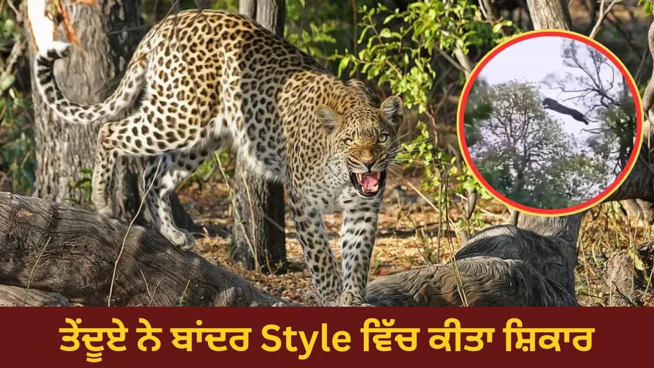 ਤੇਂਦੂਏ ਨੇ ਬਾਂਦਰ ਦਾ ਅਜਿਹਾ ਕੀਤਾ ਸ਼ਿਕਾਰ Video ਦੇਖ ਨਹੀਂ ਕਰੋਗੇ ਵਿਸਵਾਸ ! Viral