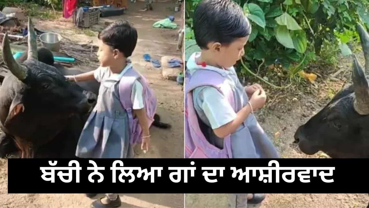 Viral Video: ਸਕੂਲ ਜਾਣ ਤੋਂ ਪਹਿਲਾਂ ਬੱਚੀ ਨੇ ਲਿਆ ਗਾਂ ਦਾ ਆਸ਼ੀਰਵਾਦ, ਕਹੀ ਅਜਿਹੀ ਗੱਲ ਸੁਣ ਕੇ ਦਿਲ ਹੋ ਜਾਵੇਗਾ ਖੁਸ਼ Viral Video: ਸਕੂਲ ਜਾਣ ਤੋਂ ਪਹਿਲਾਂ ਬੱਚੀ ਨੇ ਲਿਆ ਗਾਂ ਦਾ ਆਸ਼ੀਰਵਾਦ, ਕਹੀ ਅਜਿਹੀ ਗੱਲ ਸੁਣ ਕੇ ਦਿਲ ਹੋ ਜਾਵੇਗਾ ਖੁਸ਼