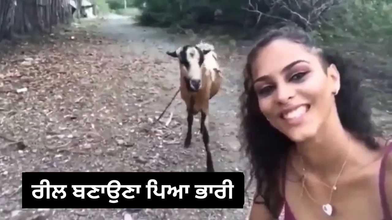 Funny Viral: ਬੱਕਰੀ ਨਾਲ ਰੀਲ ਬਣਾ ਰਹੀ ਸੀ ਕੁੜੀ ਨਾਲ ਅਚਾਨਕ ਹੋ ਗਈ ਖੇਡ, Video ਵੇਖ ਕੇ ਨਹੀਂ ਰੁਕੇਗਾ ਹਾਸਾ Funny Viral: ਬੱਕਰੀ ਨਾਲ ਰੀਲ ਬਣਾ ਰਹੀ ਸੀ ਕੁੜੀ ਨਾਲ ਅਚਾਨਕ ਹੋ ਗਈ ਖੇਡ, Video ਵੇਖ ਕੇ ਨਹੀਂ ਰੁਕੇਗਾ ਹਾਸਾ