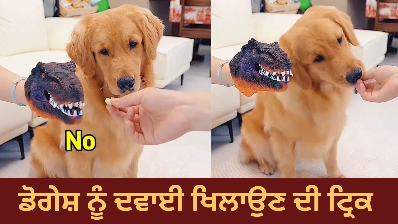 Ajab-Gajab: ਕੁੱਤੇ ਨੂੰ ਦਵਾਈ ਖੁਆਉਣ ਦੀ ਮਜ਼ੇਦਾਰ ਟ੍ਰਿਕ ਹੋਈ Viral, Video ਦੇਖ ਕੇ ਹੋ ਜਾਵੋਗੇ ਹੈਰਾਨ