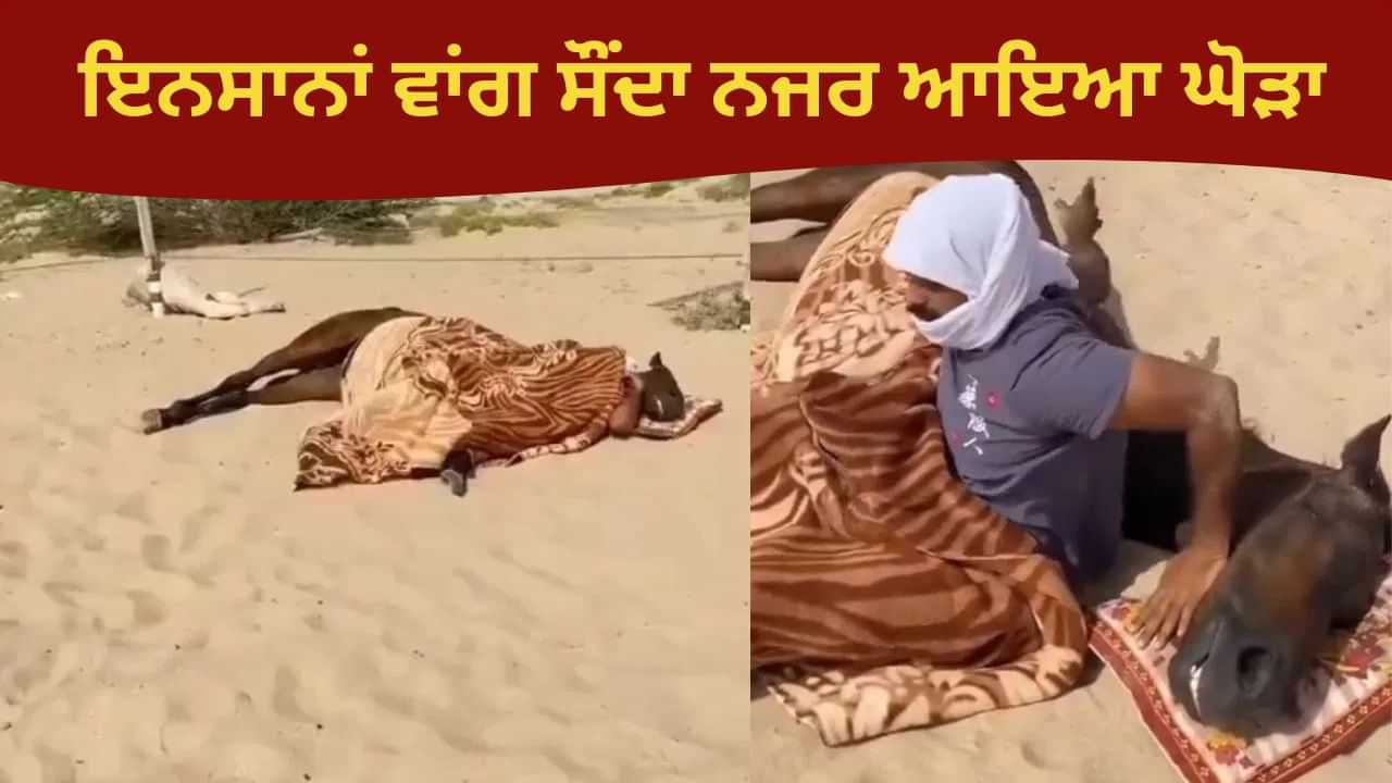 ਕਿਸੇ ਘੋੜੇ ਨੂੰ ਇਸ ਤਰ੍ਹਾਂ ਸੌਂਦੇ ਦੇਖਿਆ ਹੈ ਕਦੇ? ਵਾਇਰਲ VIDEO ਨੇ ਕੀਤਾ ਲੋਕਾਂ ਨੂੰ ਹੈਰਾਨ