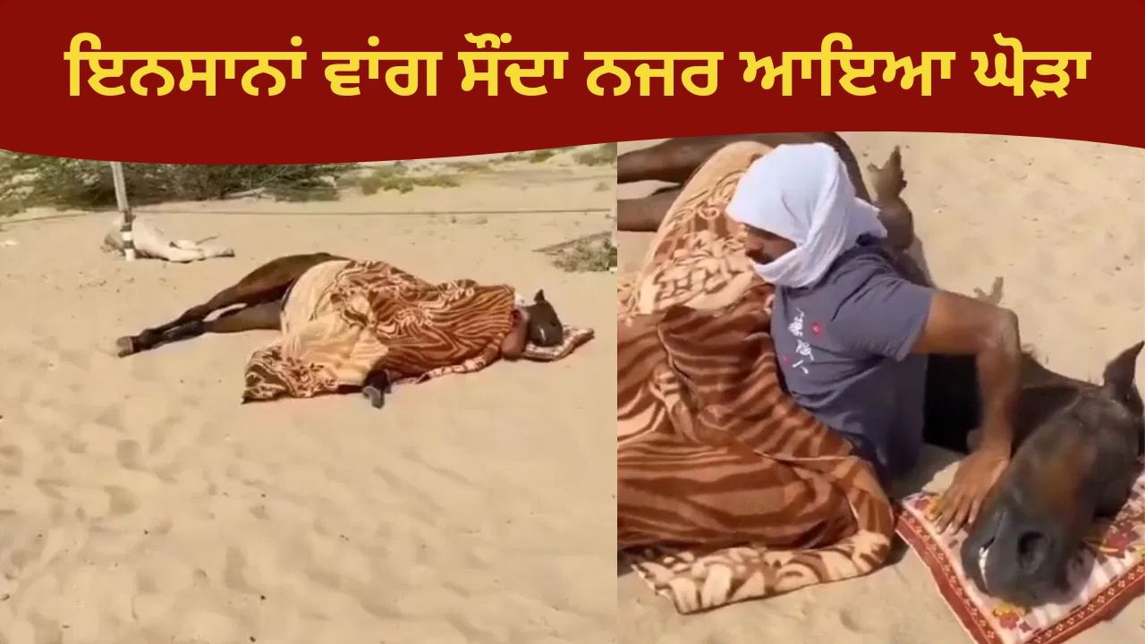 ਕਿਸੇ ਘੋੜੇ ਨੂੰ ਇਸ ਤਰ੍ਹਾਂ ਸੌਂਦੇ ਦੇਖਿਆ ਹੈ ਕਦੇ? ਵਾਇਰਲ VIDEO ਨੇ ਕੀਤਾ ਲੋਕਾਂ ਨੂੰ ਹੈਰਾਨ