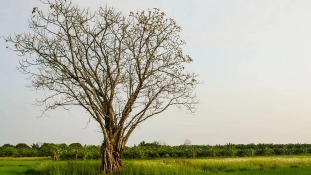 ਘਰ ਵਿੱਚ ਇਹਨਾਂ ਤਸਵੀਰਾਂ ਤੋਂ ਬਚੋ: ਬਿਨਾਂ ਫੁੱਲਾਂ ਜਾਂ ਫਲਾਂ ਵਾਲੇ ਰੁੱਖਾਂ, ਡੁੱਬਦੇ ਜਹਾਜ਼ਾਂ ਜਾਂ ਕਿਸ਼ਤੀਆਂ, ਤਲਵਾਰਾਂ ਦੀਆਂ ਲੜਾਈਆਂ, ਅਤੇ ਉਦਾਸ ਜਾਂ ਰੋਣ ਵਾਲੇ ਲੋਕਾਂ ਦੀਆਂ ਤਸਵੀਰਾਂ ਘਰ ਵਿੱਚ ਨਹੀਂ ਰੱਖਣੀਆਂ ਚਾਹੀਦੀਆਂ। ਇਹ ਘਰ ਨੂੰ ਉਦਾਸੀ ਨਾਲ ਭਰ ਦਿੰਦੇ ਹਨ ਅਤੇ ਜ਼ਿੰਦਗੀ ਵਿੱਚ ਮੁਸੀਬਤਾਂ ਲਿਆਉਂਦੇ ਹਨ।