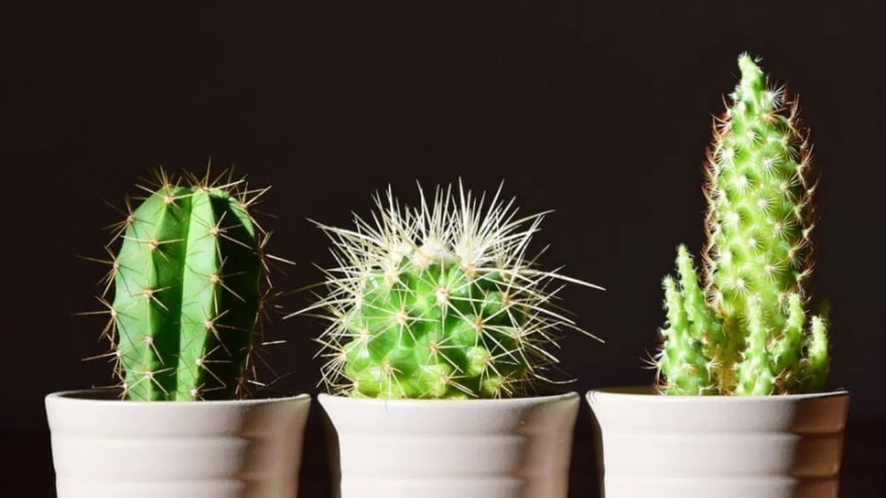 ਕੈਕਟਸ ਜਾਂ ਕੰਡੇਦਾਰ ਪੌਦੇ: ਵਾਸਤੂ ਸ਼ਾਸਤਰ ਦੇ ਅਨੁਸਾਰ, ਤੁਹਾਨੂੰ ਆਪਣੇ ਘਰ ਵਿੱਚ ਕਦੇ ਵੀ ਕੈਕਟਸ ਜਾਂ ਕੋਈ ਹੋਰ ਕੰਡੇਦਾਰ ਪੌਦੇ ਨਹੀਂ ਰੱਖਣੇ ਚਾਹੀਦੇ। ਗੁਲਾਬ ਨੂੰ ਛੱਡ ਕੇ ਸਾਰੇ ਕੰਡੇਦਾਰ ਪੌਦੇ ਘਰ ਦੀ ਸਕਾਰਾਤਮਕ ਊਰਜਾ ਨੂੰ ਖਤਮ ਕਰਦੇ ਹਨ ਅਤੇ ਨਕਾਰਾਤਮਕਤਾ ਫੈਲਾਉਂਦੇ ਹਨ।