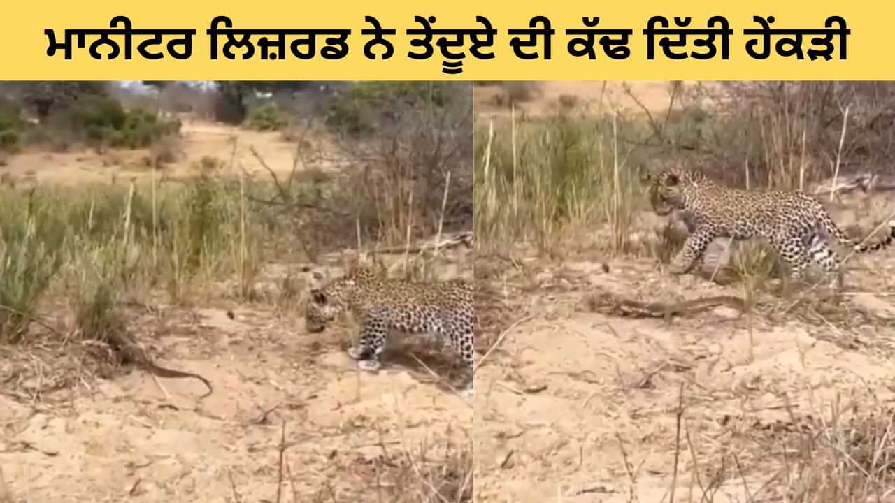 ਮਾਨੀਟਰ ਲਿਜ਼ਰਡ ਨੇ ਤੇਂਦੂਏ ਦੀ ਕੱਢ ਦਿੱਤੀ ਹੇਂਕੜੀ, ਦੇਖੋ ਕੀ ਹੋਇਆ - Video ਮਾਨੀਟਰ ਲਿਜ਼ਰਡ ਨੇ ਤੇਂਦੂਏ ਦੀ ਕੱਢ ਦਿੱਤੀ ਹੇਂਕੜੀ, ਦੇਖੋ ਕੀ ਹੋਇਆ - Video