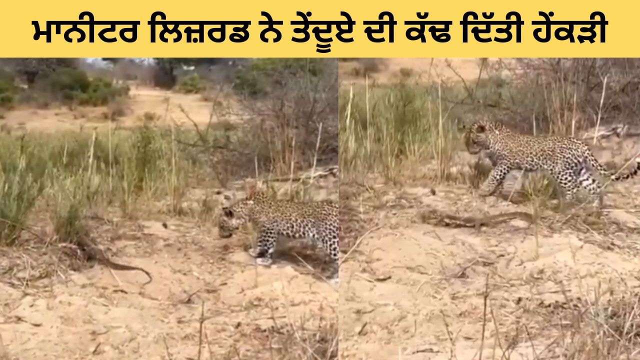 ਮਾਨੀਟਰ ਲਿਜ਼ਰਡ ਨੇ ਤੇਂਦੂਏ ਦੀ ਕੱਢ ਦਿੱਤੀ ਹੇਂਕੜੀ, ਦੇਖੋ ਕੀ ਹੋਇਆ - Video