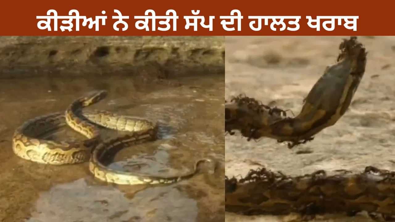 VIDEO: ਕੀੜੀਆਂ ਦੇ ਇਲਾਕੇ ਵਿੱਚ ਵੜ ਗਿਆ ਸੱਪ ,ਫਿਰ ਜੋ ਹੋਇਆ ਵੇਖ ਕੇ ਕੰਬ ਗਏ ਲੋਕ! VIDEO: ਕੀੜੀਆਂ ਦੇ ਇਲਾਕੇ ਵਿੱਚ ਵੜ ਗਿਆ ਸੱਪ ,ਫਿਰ ਜੋ ਹੋਇਆ ਵੇਖ ਕੇ ਕੰਬ ਗਏ ਲੋਕ!