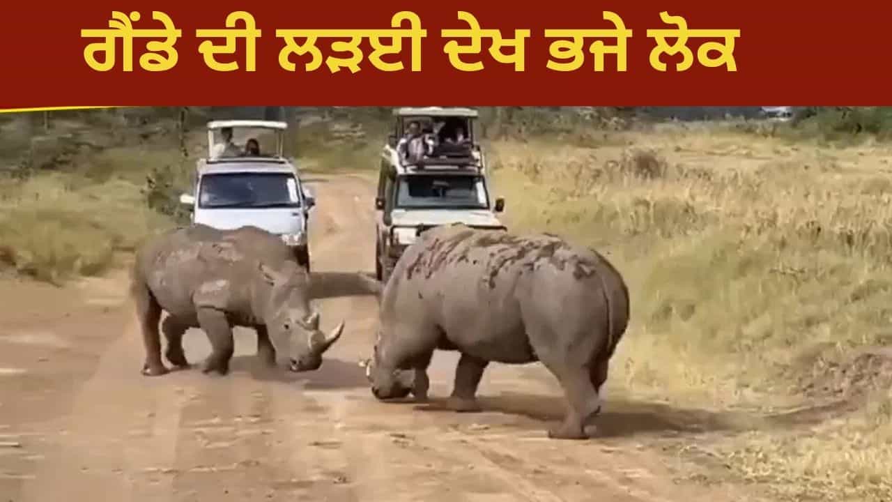 ਕੀ ਤੁਸੀਂ ਕਦੇ ਗੈਂਡੇ ਦੀ ਇਸ ਤਰ੍ਹਾਂ ਲੜਾਈ ਦੇਖੀ ਹੈ? ਲੋਕ ਵੀ ਡਰ ਕੇ ਭੱਜੇ; Viral Video