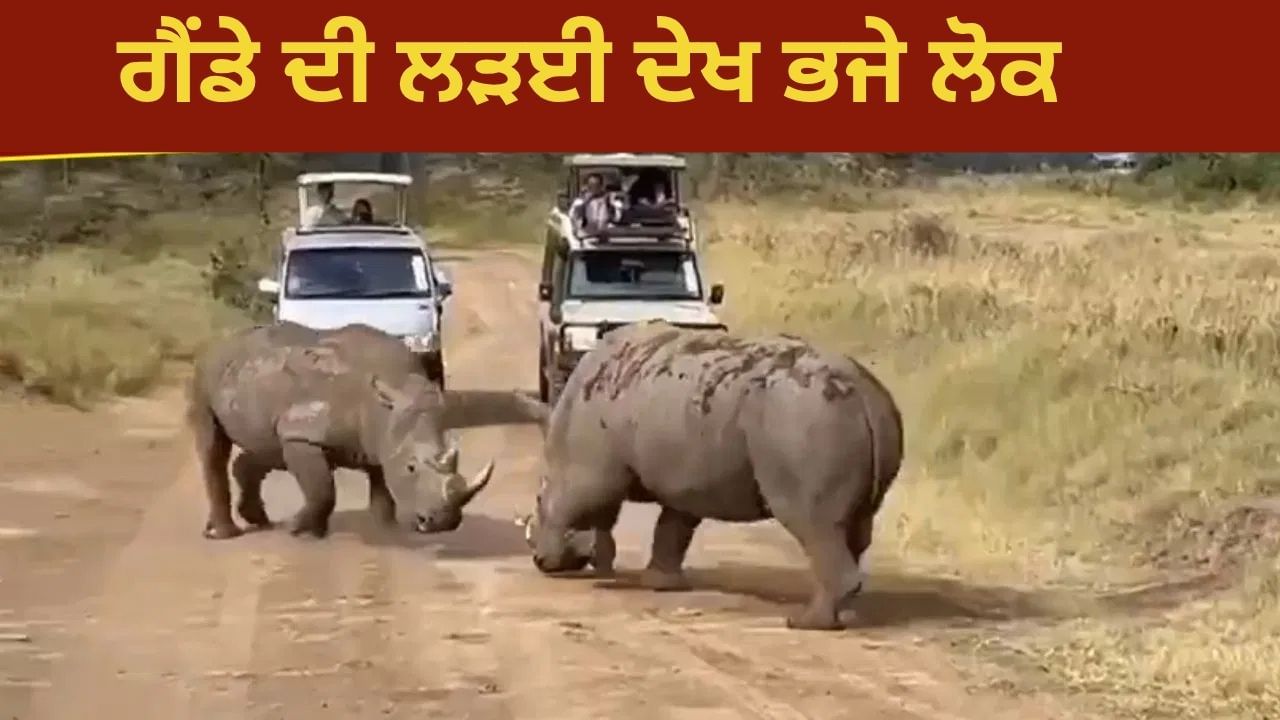 ਕੀ ਤੁਸੀਂ ਕਦੇ ਗੈਂਡੇ ਦੀ ਇਸ ਤਰ੍ਹਾਂ ਲੜਾਈ ਦੇਖੀ ਹੈ? ਲੋਕ ਵੀ ਡਰ ਕੇ ਭੱਜੇ; Viral Video