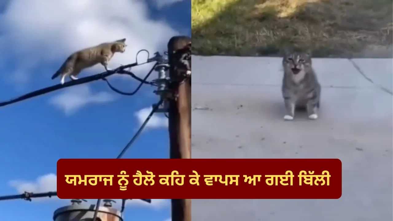 ਬਿੱਲੀ ਦੀ ਤਾਂ ਯਮਰਾਜ ਨਾਲ ਉੱਠਣਾ ਬੈਠਣਾ... ਬਿਜਲੀ ਦਾ ਝਟਕਾ ਵੀ ਨਹੀਂ ਵਿਗਾੜ ਸਕਿਆ ਕੁੱਝ, Viral Video