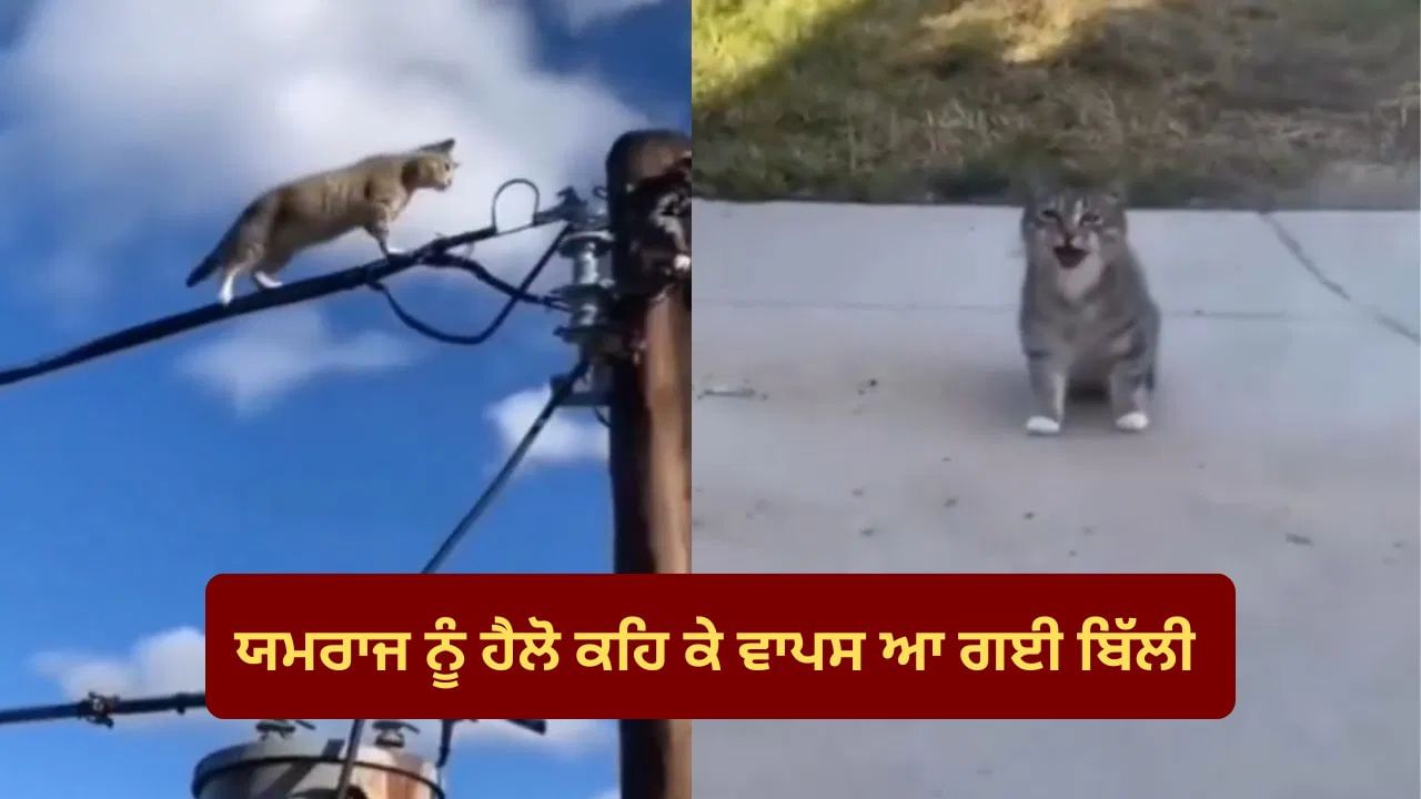 ਬਿੱਲੀ ਦੀ ਤਾਂ ਯਮਰਾਜ ਨਾਲ ਉੱਠਣਾ ਬੈਠਣਾ... ਬਿਜਲੀ ਦਾ ਝਟਕਾ ਵੀ ਨਹੀਂ ਵਿਗਾੜ ਸਕਿਆ ਕੁੱਝ, Viral Video