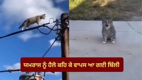ਬਿੱਲੀ ਦੀ ਤਾਂ ਯਮਰਾਜ ਨਾਲ ਉੱਠਣੀ ਬੈਠਣੀ... ਕਰੰਟ ਲੱਗਣ ਦੇ ਬਾਵਜੂਦ ਬੱਚ ਗਈ ਜਾਨ ਬਿੱਲੀ ਦੀ ਤਾਂ ਯਮਰਾਜ ਨਾਲ ਉੱਠਣੀ ਬੈਠਣੀ... ਕਰੰਟ ਲੱਗਣ ਦੇ ਬਾਵਜੂਦ ਬੱਚ ਗਈ ਜਾਨ