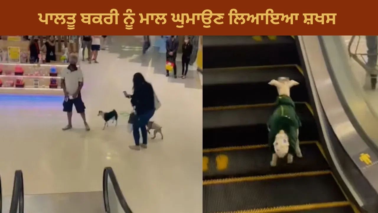 Funny Video: ਗਜਬ ਹੋ ਗਿਆ! ਡਾਇਪਰ ਪਾ ਕੇ ਬੱਕਰੀ ਨੂੰ ਮਾਲ ਘੁਮਾਉਣ ਲਿਆਇਆ ਸ਼ਖਸ, ਵਾਇਰਲ ਹੋਇਆ ਮਜੇਦਾਰ Video