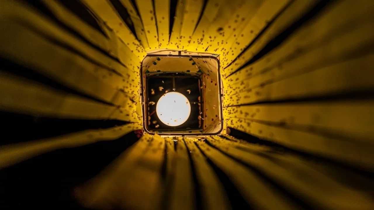 ਬਲਬ ਦੇ ਆਲੇ-ਦੁਆਲੇ ਘੁੰਮਦੇ ਕੀੜੀਆਂ ਤੋਂ ਹੋ ਪਰੇਸ਼ਾਨ ਤਾਂ ਅਪਨਾਓ ਇਹ Tips ਬਲਬ ਦੇ ਆਲੇ-ਦੁਆਲੇ ਘੁੰਮਦੇ ਕੀੜੀਆਂ ਤੋਂ ਹੋ ਪਰੇਸ਼ਾਨ ਤਾਂ ਅਪਨਾਓ ਇਹ Tips