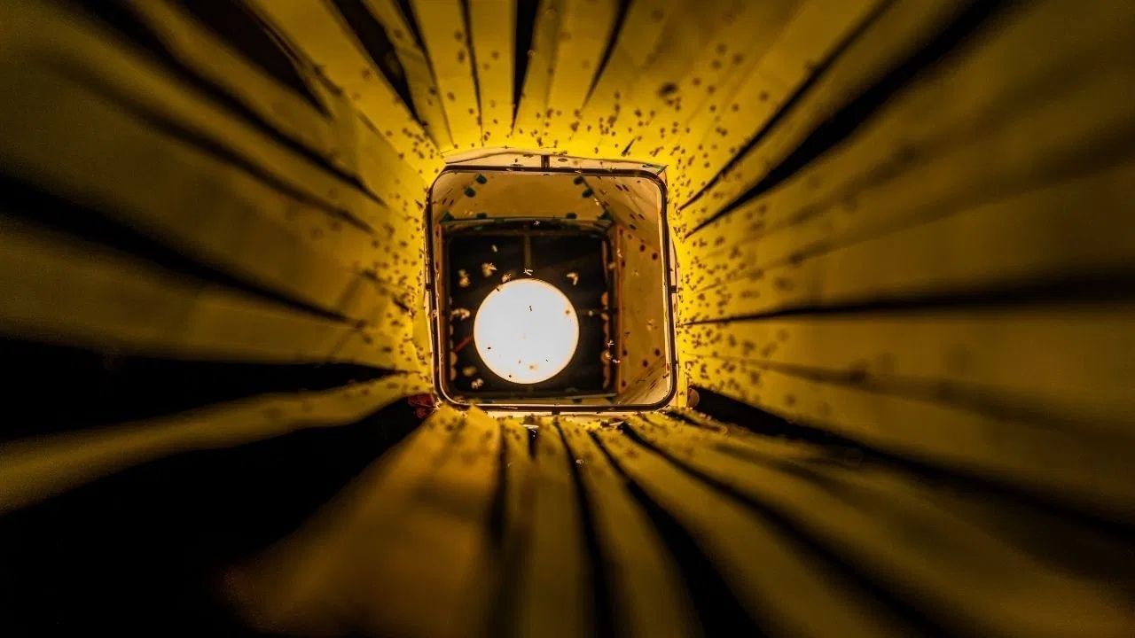 ਬਲਬ ਦੇ ਆਲੇ-ਦੁਆਲੇ ਘੁੰਮਦੇ ਕੀੜੀਆਂ ਤੋਂ ਹੋ ਪਰੇਸ਼ਾਨ ਤਾਂ ਅਪਨਾਓ ਇਹ Tips