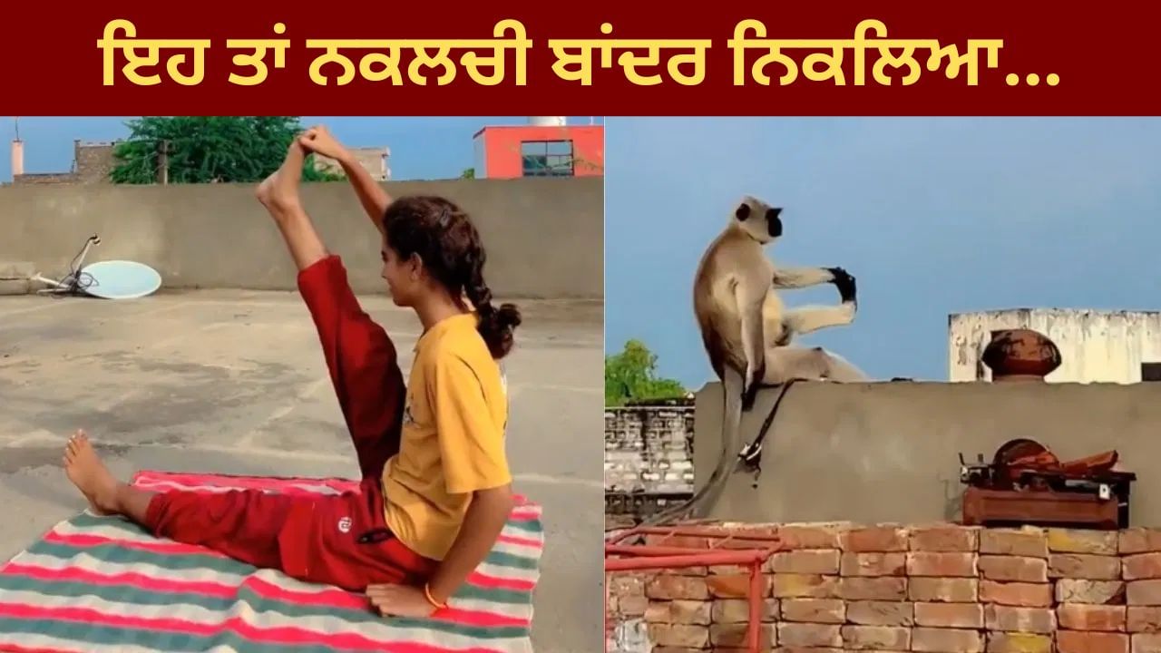 ਨਕਲਚੀ ਬਾਂਦਰ... ਕੁੜੀ ਨੂੰ ਦੇਖ ਬਾਂਦਰ ਵੀ ਕਰਨ ਲੱਗਾ ਯੋਗਾ, ਦੇਖੋ ਇਹ ਮਜ਼ਾਕਿਆ Video