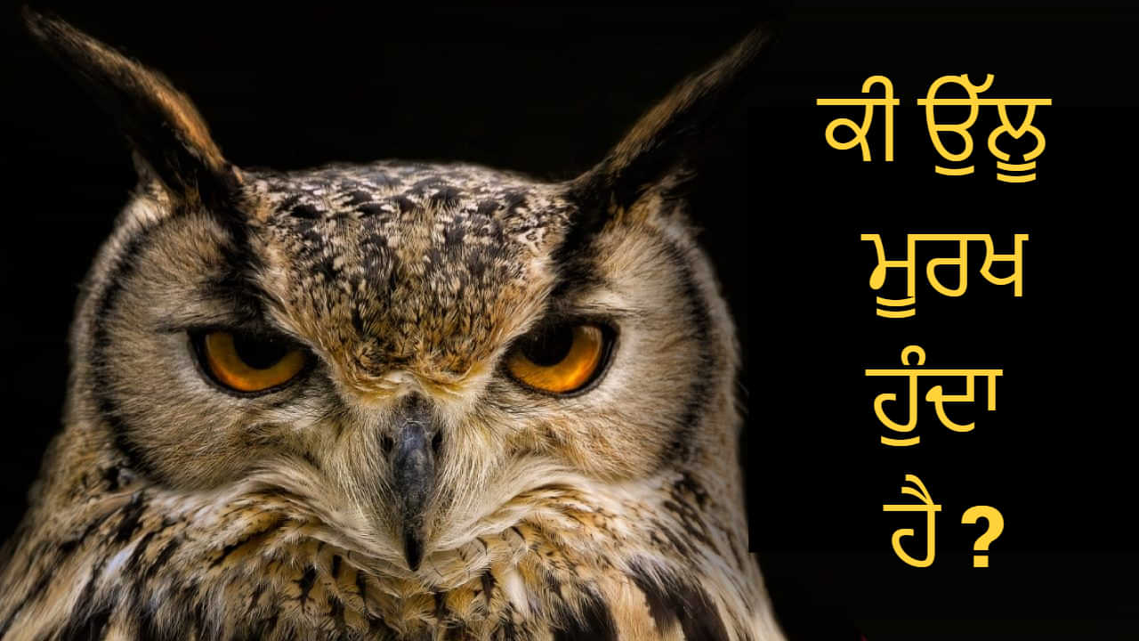 ਦੇਵੀ ਲਕਸ਼ਮੀ ਦੀ ਸਵਾਰੀ ਉੱਲੂ ਕਿੰਨਾ ਕੁ ਹੈ ਬੁੱਧੀਮਾਨ ? ਜਾਣੋ ਕੀ ਕਹਿੰਦੀ ਹੈ ਸਾਇੰਸ ਦੇਵੀ ਲਕਸ਼ਮੀ ਦੀ ਸਵਾਰੀ ਉੱਲੂ ਕਿੰਨਾ ਕੁ ਹੈ ਬੁੱਧੀਮਾਨ ? ਜਾਣੋ ਕੀ ਕਹਿੰਦੀ ਹੈ ਸਾਇੰਸ