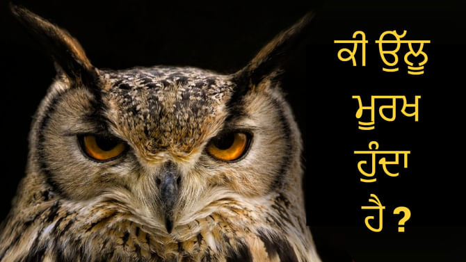 ਲਕਸ਼ਮੀ ਦੀ ਸਵਾਰੀ ਉੱਲੂ ਕਿੰਨਾ ਕੁ ਹੈ ਬੁੱਧੀਮਾਨ ? ਜਾਣੋ ਕੀ ਕਹਿੰਦੀ ਹੈ ਸਾਇੰਸ ਲਕਸ਼ਮੀ ਦੀ ਸਵਾਰੀ ਉੱਲੂ ਕਿੰਨਾ ਕੁ ਹੈ ਬੁੱਧੀਮਾਨ ? ਜਾਣੋ ਕੀ ਕਹਿੰਦੀ ਹੈ ਸਾਇੰਸ