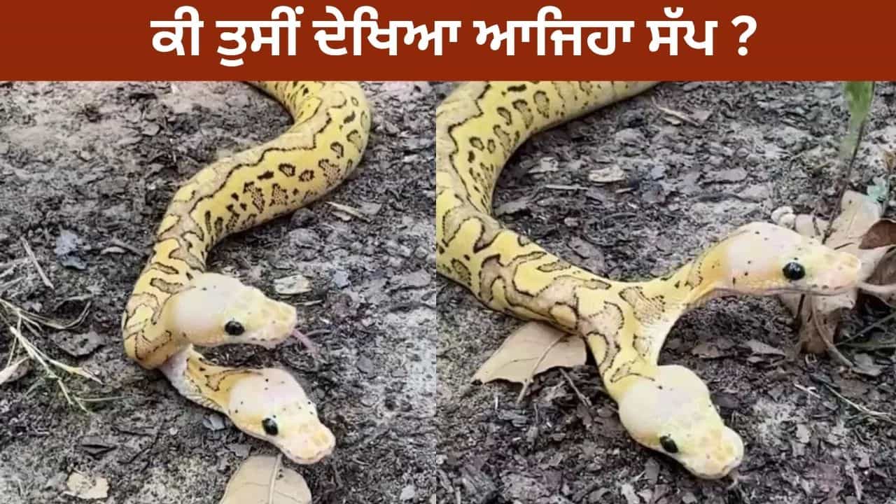 Viral: ਜੰਗਲ ਵਿੱਚ ਨਜ਼ਰ ਆਇਆ ਦੋ ਮੂਂਹ ਵਾਲਾ ਅਜਗਰ, ਜਿਸਨੇ ਲੋਕਾਂ ਨੂੰ ਕਰ ਦਿੱਤਾ ਹੈਰਾਨ