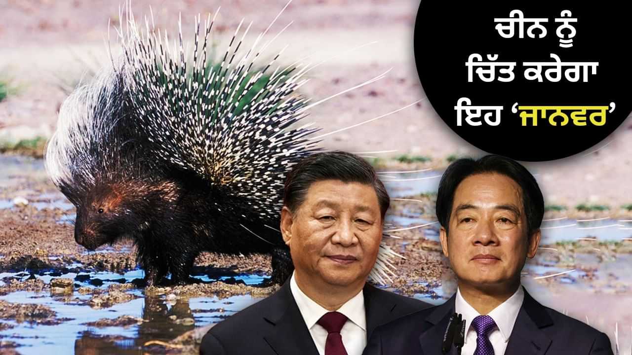 ਜੰਗ ਵਿੱਚ ਚੀਨ ਨੂੰ ਹਰਾਉਣ ਲਈ, ਕਿਸ ਜਾਨਵਰ ਤੋਂ ਸਿੱਖ ਰਿਹਾ ਹੈ ਤਾਈਵਾਨ? ਜੰਗ ਵਿੱਚ ਚੀਨ ਨੂੰ ਹਰਾਉਣ ਲਈ, ਕਿਸ ਜਾਨਵਰ ਤੋਂ ਸਿੱਖ ਰਿਹਾ ਹੈ ਤਾਈਵਾਨ?