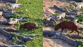 ਇਸ ਨੂੰ ਕਹਿੰਦੇ ਹਨ ਹਿੰਮਤ, ਮਗਰਮੱਛਾਂ ਦੇ ਵਿਚਕਾਰ ਫੁਲ ਟਸ਼ਨ ਨਾਲ ਨਿਕਲਿਆ ਕੈਪੀਬਾਰਾ