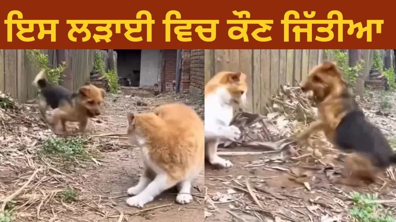 ਕੁੱਤੇ ਅਤੇ ਬਿੱਲੀ ਵਿਚਕਾਰ ਹੋਈ ਭਿਆਨਕ ਲੜਾਈ, ਵੀਡਿਓ ਦੇਖ ਤੁਹਾਨੂੰ ਵੀ ਹੋਵੇਗੀ ਹੈਰਾਨੀ ਕੁੱਤੇ ਅਤੇ ਬਿੱਲੀ ਵਿਚਕਾਰ ਹੋਈ ਭਿਆਨਕ ਲੜਾਈ, ਵੀਡਿਓ ਦੇਖ ਤੁਹਾਨੂੰ ਵੀ ਹੋਵੇਗੀ ਹੈਰਾਨੀ