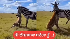 Video: ਜ਼ੈਬਰਾ ਦਾ ਸ਼ਿਕਾਰ ਕਰਨ ਲਈ ਨਿਕਲਿਆ ਸੀ ਲੱਕੜਬਘਾ, ਪਰ ਦਾਅ ਪੈ ਗਿਆ ਪੁੱਠਾ