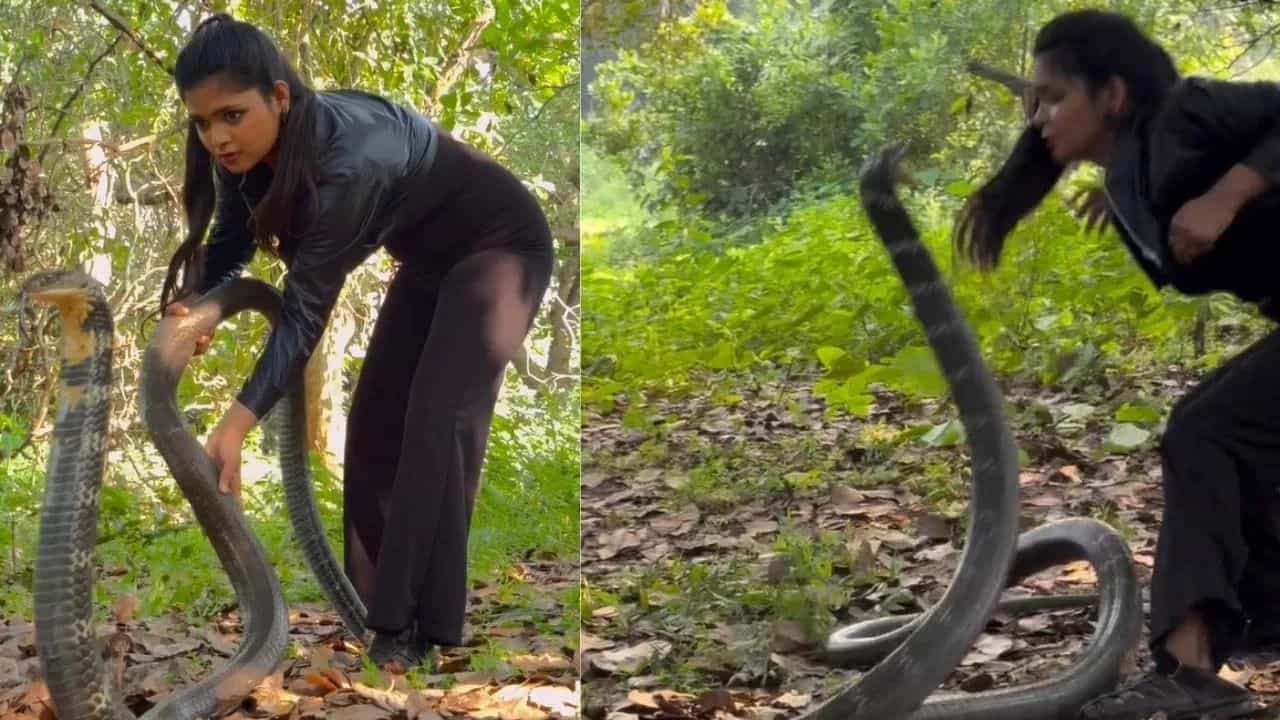 ਬਚ ਗਈ ਦੀਦੀ! ਕਿੰਗ ਕੋਬਰਾ ਨੂੰ ਛੁਹੰਦੇ ਹੀ ਹੋਇਆ ਮੌਤ ਨਾਲ ਸਾਹਮਣਾ, ਦਿਲ ਦਹਿਲਾ ਦੇਣ ਵਾਲਾ ਵੀਡਿਓ ਵਾਇਰਲ ਬਚ ਗਈ ਦੀਦੀ! ਕਿੰਗ ਕੋਬਰਾ ਨੂੰ ਛੁਹੰਦੇ ਹੀ ਹੋਇਆ ਮੌਤ ਨਾਲ ਸਾਹਮਣਾ, ਦਿਲ ਦਹਿਲਾ ਦੇਣ ਵਾਲਾ ਵੀਡਿਓ ਵਾਇਰਲ