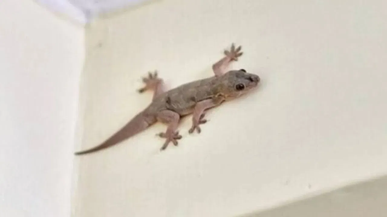 ਬਹੁਤ ਸਾਰੇ ਲੋਕ ਛਿਪਕਲੀਆਂ ਪਾਲ ਕੇ ਲੱਖਾਂ-ਕਰੋੜਾਂ ਰੁਪਏ ਕਮਾ ਰਹੇ ਹਨ। ਇਹ ਧੰਦਾ ਆਮਦਨ ਦਾ ਇੱਕ ਮਹੱਤਵਪੂਰਨ ਸਰੋਤ ਬਣ ਗਿਆ ਹੈ। ਮੌਜੂਦਾ ਸਮੇਂ ਵਿੱਚ, ਇਹ ਕੰਮ ਚੀਨ ਸਮੇਤ ਕਈ ਦੇਸ਼ਾਂ ਵਿੱਚ ਇਹ ਧੰਦਾ ਕੀਤਾ ਜਾ ਰਿਹਾ ਹੈ।