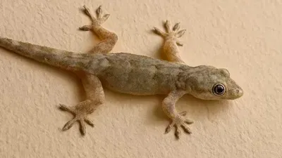 ਤੁਸੀਂ ਅਕਸਰ ਆਪਣੇ ਘਰ ਦੀਆਂ ਕੰਧਾਂ 'ਤੇ ਛਿਪਕਲੀਆਂ ਲਟਕਦੀਆਂ ਵੇਖੀਆਂ ਹੋਣਗੀਆਂ। ਆਪਣੇ ਚੋਂ ਜਿਆਦਾਤਰ ਲੋਕ ਇਸਨੂੰ ਵੇਖ ਕੇ ਡਰ ਜਾਂਦੇ ਹਨ ਜਾਂ ਫਿਰ ਇਸਨੂੰ ਤੁਰੰਤ ਘਰੋਂ ਬਾਹਰ ਭਜਾ ਦਿੰਦੇ ਹਨ। ਪਰ ਕੁਝ ਦੇਸ਼ਾਂ ਵਿੱਚ ਛਿਪਕਲੀ ਪਾਲਣ ਦਾ ਕੰਮ ਵੱਡੇ ਪੱਧਰ ਤੇ ਕੀਤਾ ਜਾਂਦਾ ਹੈ।