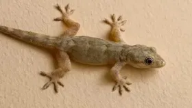 Lizard Farming: ਇਨ੍ਹਾਂ ਦੇਸ਼ਾਂ ‘ਚ ਹੁੰਦੀ ਹੈ ਛਿਪਕਲੀ ਦੀ ਖੇਤੀ, ਵਜ੍ਹਾ ਸੁਣ ਕੇ ਹੋ ਜਾਵੋਗੇ ਹੈਰਾਨ