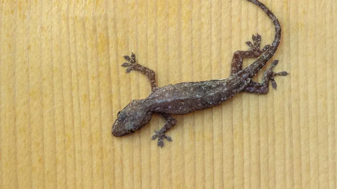 ਚੀਨ, ਇੰਡੋਨੇਸ਼ੀਆ, ਥਾਈਲੈਂਡ ਅਤੇ ਮਲੇਸ਼ੀਆ ਵਰਗੇ ਕਈ ਏਸ਼ੀਆਈ ਦੇਸ਼ਾਂ ਦੇ ਲੋਕ ਛਿਪਕਲੀਆਂ ਨੂੰ ਪਾਲ ਰਹੇ ਹਨ। ਇਸ ਵਿੱਚ ਕਈ ਕਿਸਮਾਂ ਦੀਆਂ ਛਿਪਕਲੀਆਂ ਸ਼ਾਮਲ ਹਨ।