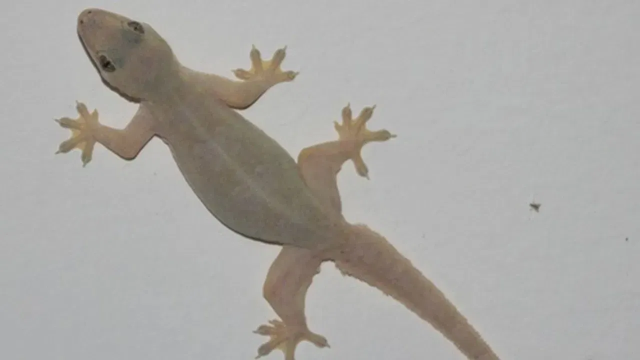 ਇਸਦੇ ਔਸ਼ਧੀ ਗੁਣਾਂ ਦੇ ਕਾਰਨ, ਇਹ ਅੰਤਰਰਾਸ਼ਟਰੀ ਬਾਜ਼ਾਰ ਵਿੱਚ ਕਰੋੜਾਂ ਰੁਪਏ ਵਿੱਚ ਵਿਕ ਰਹੀ ਹੈ। ਚੀਨ ਵਰਗੇ ਦੇਸ਼ ਇਨ੍ਹਾਂ ਜੜ੍ਹੀਆਂ ਬੂਟੀਆਂ ਨੂੰ ਆਯਾਤ ਕਰਦੇ ਹਨ ਕਿਉਂਕਿ ਇਨ੍ਹਾਂ ਜੜ੍ਹੀਆਂ ਬੂਟੀਆਂ ਦੀ ਵਰਤੋਂ ਰਵਾਇਤੀ ਚੀਨੀ ਦਵਾਈ ਵਿੱਚ ਕੀਤੀ ਜਾਂਦੀ ਹੈ।