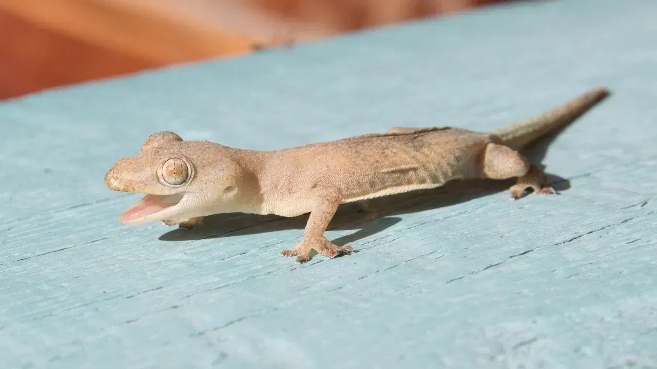 ਟੋਕੇ ਗੀਕੋ ਛਿਪਕਲੀ ਦੀ ਇੱਕ ਪ੍ਰਜਾਤੀ ਹੈ ਜੋ ਥਾਈਲੈਂਡ, ਮਲੇਸ਼ੀਆ ਅਤੇ ਚੀਨ ਵਿੱਚ ਵਿਆਪਕ ਤੌਰ 'ਤੇ ਪਾਲੀ ਜਾਂਦੀ ਹੈ। ਟੋਕੇ ਗੀਕੋ ਦੀ ਦੁਨੀਆ ਭਰ ਵਿੱਚ ਬਹੁਤ ਮੰਗ ਹੈ, ਕਿਉਂਕਿ ਇਸਦੇ ਪ੍ਰੋਟੀਨ, ਵਿਟਾਮਿਨ ਅਤੇ ਹੋਰ ਤੱਤ ਕੈਂਸਰ, ਸ਼ੂਗਰ ਅਤੇ ਸਾਹ ਦੀਆਂ ਬਿਮਾਰੀਆਂ ਲਈ ਲਾਭਦਾਇਕ ਮੰਨੇ ਜਾਂਦੇ ਹਨ।