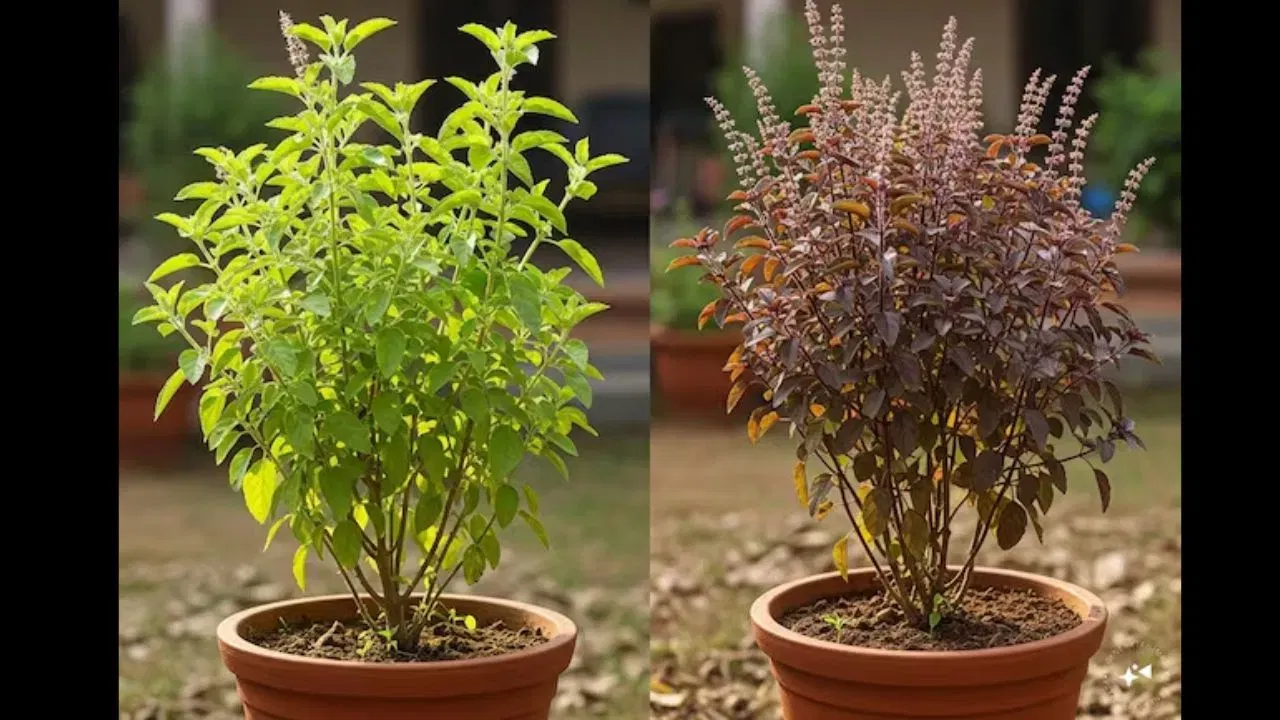 ਰਾਮ ਤੁਲਸੀ ਨੂੰ ਨਰਮੀ ਅਤੇ ਸ਼ਾਂਤੀ ਦਾ ਪ੍ਰਤੀਕ ਮੰਨਿਆ ਜਾਂਦਾ ਹੈ, ਜਦਕਿ ਸਿਆਮ ਤੁਲਸੀ ਭਗਵਾਨ ਕ੍ਰਿਸ਼ਨ ਨਾਲ ਸੰਬੰਧਿਤ ਹੈ ਅਤੇ ਇਸਨੂੰ ਊਰਜਾ, ਸ਼ਕਤੀ ਅਤੇ ਸੁਰੱਖਿਆ ਦਾ ਪ੍ਰਤੀਕ ਮੰਨਿਆ ਜਾਂਦਾ ਹੈ।