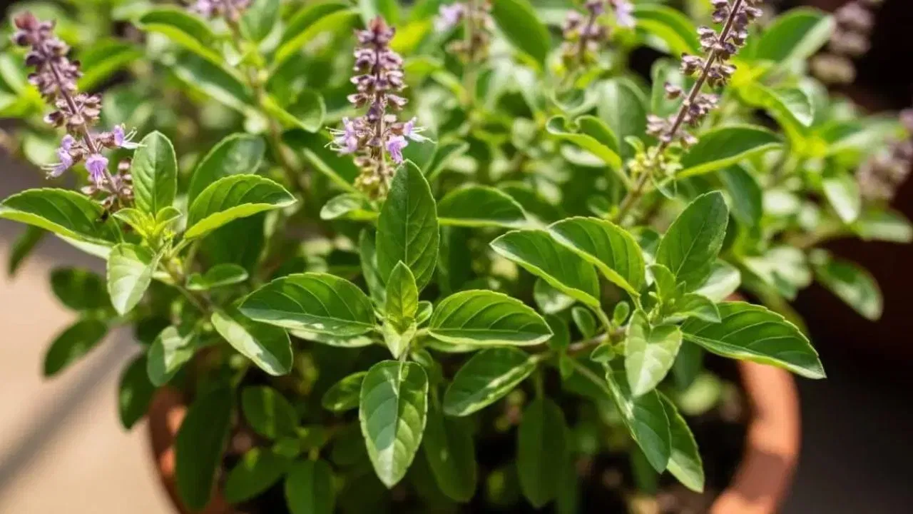 ਰਾਮ ਤੁਲਸੀ ਦੇ ਪੱਤੇ ਹਲਕੇ ਹਰੇ ਰੰਗ ਦੇ ਹੁੰਦੇ ਹਨ ਅਤੇ ਇਨ੍ਹਾਂ ਵਿੱਚ ਹਲਕੀ ਖੂਸ਼ਬੂ ਹੁੰਦੀ ਹੈ, ਜੋ ਹਰ ਘਰ ਵਿੱਚ ਮਿਲਣ ਵਾਲੀ ਆਮ ਤੁਲਸੀ ਵਰਗੀ ਹੁੰਦੀ ਹੈ। ਸਿਆਮ ਤੁਲਸੀ ਦੇ ਪੱਤੇ ਗੂੜ੍ਹੇ ਹਰੇ, ਜਾਮਨੀ ਜਾਂ ਕਾਲੇ ਰੰਗ ਦੇ ਹੁੰਦੇ ਹਨ ਅਤੇ ਇਨ੍ਹਾਂ ਦੀ ਖੁਸ਼ਬੂ ਕੁਝ ਜ਼ਿਆਦਾ ਤੇਜ਼ ਹੁੰਦੀ ਹੈ। ਦੋਵੇਂ ਤੁਲਸੀ ਦੇ ਪੌਦੇ ਪਵਿੱਤਰ ਮੰਨੇ ਜਾਂਦੇ ਹਨ ਅਤੇ ਇਨ੍ਹਾਂ ਦਾ ਵੱਖ-ਵੱਖ ਧਾਰਮਿਕ ਮਹੱਤਵ ਹੈ।