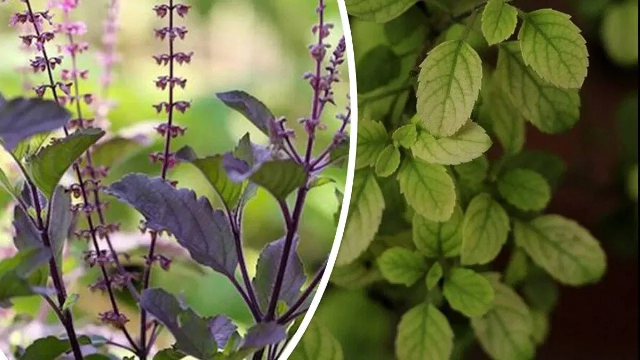 ਜੇ ਘਰ ਵਿੱਚ ਬਹੁਤ ਜ਼ਿਆਦਾ ਤਣਾਅ, ਝਗੜੇ ਜਾਂ ਅਣਬਣ ਰਹਿੰਦੀ ਹੋਵੇ, ਤਾਂ ਸ਼ਿਆਮਾ ਤੁਲਸੀ ਲਗਾਉਣਾ ਲਾਭਦਾਇਕ ਮੰਨਿਆ ਜਾਂਦਾ ਹੈ, ਕਿਉਂਕਿ ਇਸ ਨਾਲ ਸ਼ਾਂਤ ਅਤੇ ਸੰਤੁਲਿਤ ਵਾਤਾਵਰਣ ਬਣਦਾ ਹੈ। ਧਨ ਅਤੇ ਸਮ੍ਰਿੱਧੀ ਦੀ ਇੱਛਾ ਰੱਖਣ ਵਾਲਿਆਂ ਨੂੰ ਰਾਮ ਤੁਲਸੀ ਲਗਾਉਣੀ ਚਾਹੀਦੀ ਹੈ, ਕਿਉਂਕਿ ਇਹ ਦੇਵੀ ਲਕਸ਼ਮੀ ਦੀ ਕਿਰਪਾ ਦਾ ਪ੍ਰਤੀਕ ਹੈ।