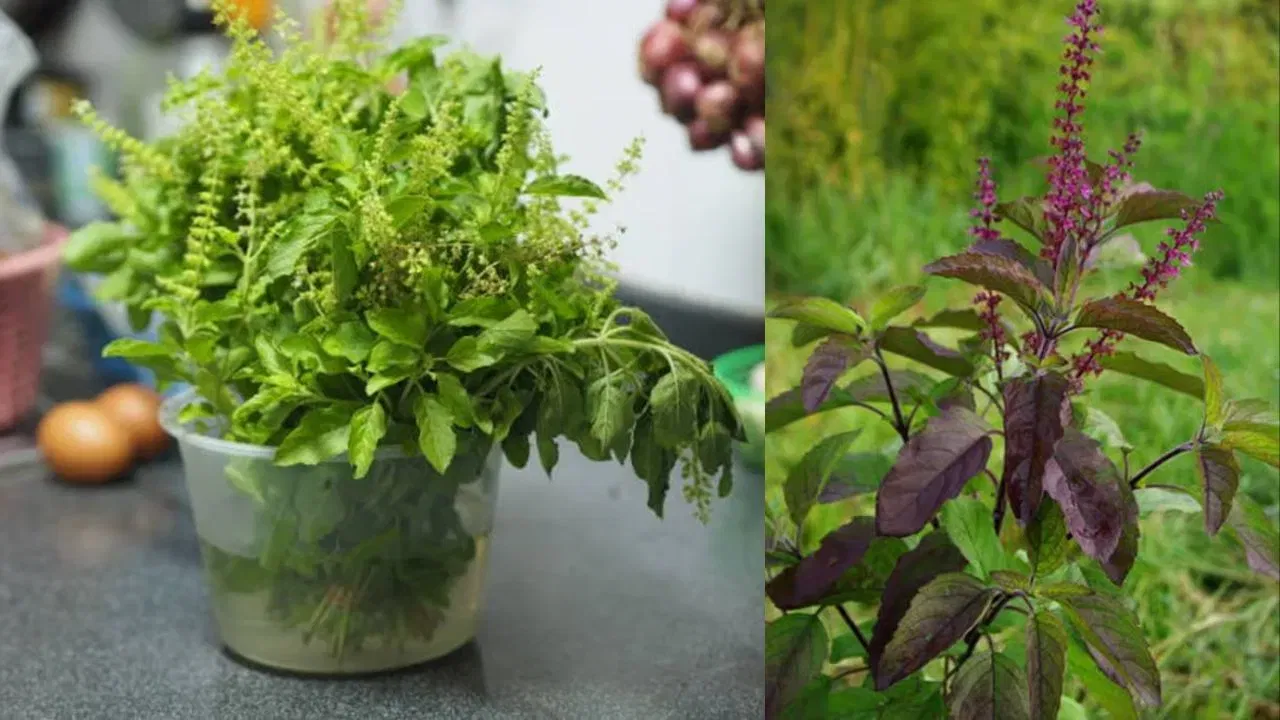 ਰਾਮ ਤੁਲਸੀ ਨੂੰ ਉੱਤਰ ਜਾਂ ਪੂਰਬ ਦਿਸ਼ਾ ਵਿੱਚ ਲਗਾਉਣ ਨਾਲ ਘਰ ਵਿੱਚ ਸੁਖ-ਸ਼ਾਂਤੀ ਬਣੀ ਰਹਿੰਦੀ ਹੈ। ਸ਼ਿਆਮ ਤੁਲਸੀ ਨੂੰ ਵੇਹੜੇ ਜਾਂ ਬਾਲਕਨੀ ਵਿੱਚ ਲਗਾਉਣ ਨਾਲ ਪਰਿਵਾਰਕ ਏਕਤਾ ਅਤੇ ਆਤਮਵਿਸ਼ਵਾਸ ਵੱਧਦਾ ਹੈ।