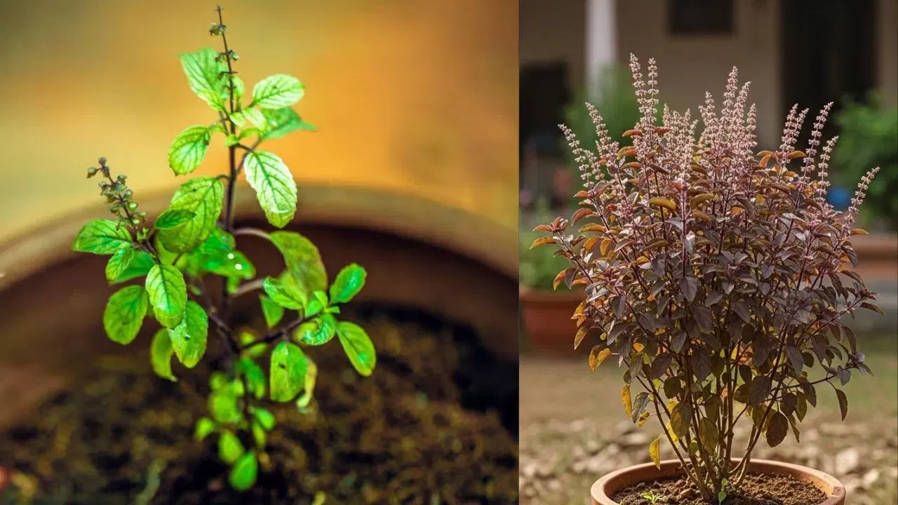 ਵਾਸਤੁ ਸ਼ਾਸਤਰ ਕਹਿੰਦਾ ਹੈ ਕਿ ਤੁਲਸੀ ਦਾ ਕੋਈ ਵੀ ਪੌਦਾ ਸ਼ੁਭ ਹੁੰਦਾ ਹੈ। ਚਾਹੇ ਤੁਸੀਂ ਰਾਮ ਤੁਲਸੀ ਲੱਗਾਓ ਜਾਂ ਸ਼ਿਆਮ ਤੁਲਸੀ, ਦੋਵੇਂ ਹੀ ਘਰ ਵਿੱਚ ਸਕਾਰਾਤਮਕ ਊਰਜਾ ਵਧਾਉਂਦੇ ਹਨ ਅਤੇ ਨਕਾਰਾਤਮਕ ਊਰਜਾ ਨੂੰ ਦੂਰ ਕਰਦੇ ਹਨ।