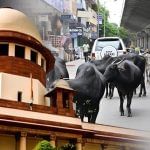 ਹਾਈਵੇਅ ਅਤੇ ਐਕਸਪ੍ਰੈਸਵੇਅ ‘ਤੇ ਅਵਾਰਾ ਪਸ਼ੂਆਂ ਦੀ No Entry, ਸੁਪਰੀਮ ਕੋਰਟ ਨੇ ਤੁਰੰਤ ਹਟਾਉਣ ਦੇ ਦਿੱਤੇ ਹੁਕਮ