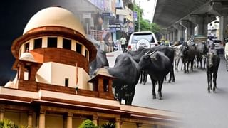 ਹਾਈਵੇਅ ਅਤੇ ਐਕਸਪ੍ਰੈਸਵੇਅ ‘ਤੇ ਅਵਾਰਾ ਪਸ਼ੂਆਂ ਦੀ No Entry, ਸੁਪਰੀਮ ਕੋਰਟ ਨੇ ਤੁਰੰਤ ਹਟਾਉਣ ਦੇ ਦਿੱਤੇ ਹੁਕਮ