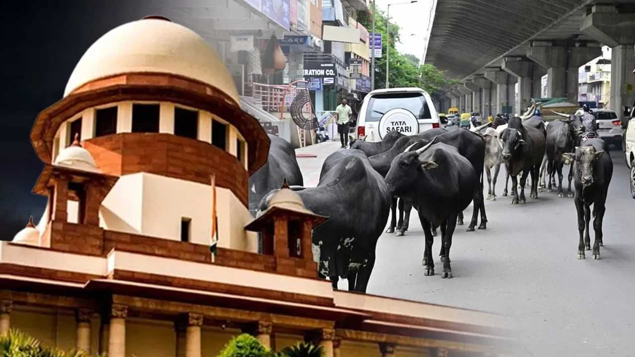 ਹਾਈਵੇਅ ਅਤੇ ਐਕਸਪ੍ਰੈਸਵੇਅ ਤੇ ਅਵਾਰਾ ਪਸ਼ੂਆਂ ਦੀ No Entry, ਸੁਪਰੀਮ ਕੋਰਟ ਨੇ ਤੁਰੰਤ ਹਟਾਉਣ ਦੇ ਦਿੱਤੇ ਹੁਕਮ