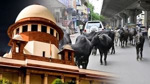 ਹਾਈਵੇਅ ਅਤੇ ਐਕਸਪ੍ਰੈਸਵੇਅ 'ਤੇ ਅਵਾਰਾ ਪਸ਼ੂਆਂ ਦੀ No Entry, SC ਦੇ ਸਖਤ ਆਦੇਸ਼ ਹਾਈਵੇਅ ਅਤੇ ਐਕਸਪ੍ਰੈਸਵੇਅ 'ਤੇ ਅਵਾਰਾ ਪਸ਼ੂਆਂ ਦੀ No Entry, SC ਦੇ ਸਖਤ ਆਦੇਸ਼